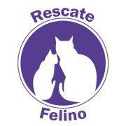 rescate felino